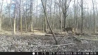 CITWC Nature Park Trail Cam Videos #43  02 & 03-2023