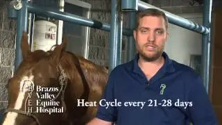 Problems with Mare Reproductive Cycle