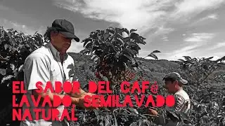 QUE es un CAFE lavado, semilavado, natural. Como INFLUYEN en el SABOR🤔