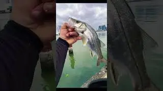 ROBALO PEVA! #pov #fishing #fish #viral #explore #shorts
