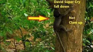 Breaking heart! Poor baby David Crying loudly Not clam up & fall down from the tree, Diamon neglect