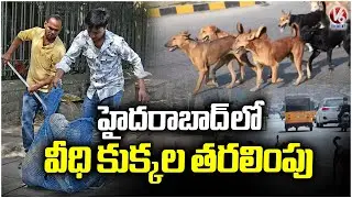GHMC Officials Removing Stray Dogs from Streets in Hyderabad | V6 News