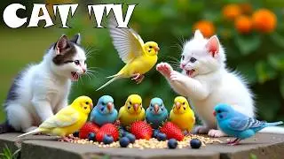 4K CAT TV 📺😽 Energetic Birds Competing for the Coziest Spot 🐦🎶 Stimulating Fun for Indoor Cats