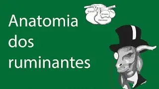 9 - Anatomia dos ruminantes