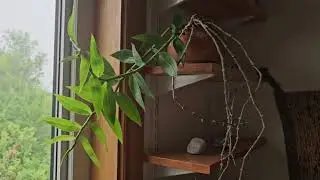 Dendrobium aphyllum (D. pierardi) with leaves July 2025