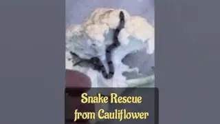 how did I snake rescue from cauliflower | non poisonous kukri snake | the Rescueman @DineshGohil