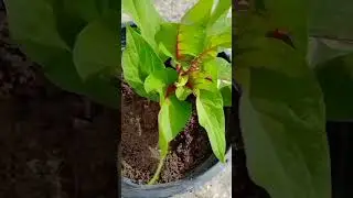 How to grow celosia from cutting / how to plant cockscomb from cutting #shorts #ytshorts#celosia