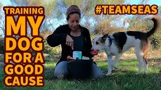 Dog training -  Trash Challenge Day 3 #TeamSeas Day 3