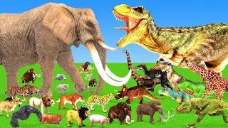 African Elephant Vs  Giant Tigers Lion Attack Cow, Buffalo Saved by Woolly Mammoth Vs Tiger 