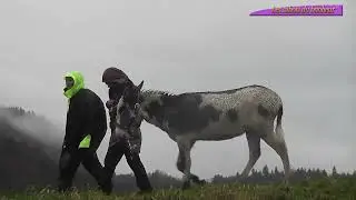 La transhumance des chevaux dans le Jura