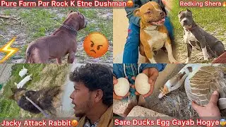 Farm Se Raat Mai Sb Ducks Egg Khi Gayab Hogye😰|| Jacky Attack Rabbit😨Rock Attack Jacky😡