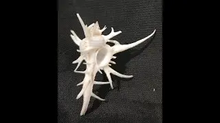Deer Antler Murex (6 cm), Chicoreus Cervicornis (Lamarck 1822), Northern Australia
