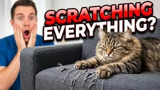 Stop Cat Scratching, Biting & Chaos—The Right Way.