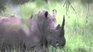PHASA: White Rhino - Conservation Success Story (part 1)