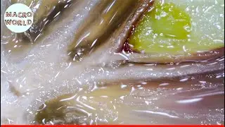 Everyday Objects in Macro #1 | Oddly Satisfying Video | Macro World 2020