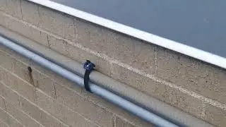 Moving Violations Video No. 174: Took the Easy Way Out