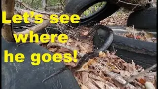 Let's See Where He Goes! -- gray ratsnake on the crawl