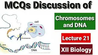 MCQs Discussion of Chromosomes and DNA