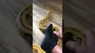 SUNFIRE TIGER RETIC IN THE LIVING ROOM