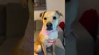 Накачанная малышка Сандра 💪😭 Это фото сделано в тот день, когда мы привезли её домой, чтобы взять...