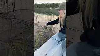 Katiskakalastusta kaislikon keskell&auml; kes&auml;ll&auml; #kalastus #fishing #fishtrap