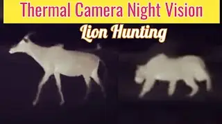 Thermal Camera Night Vision Lion Hunting Impala And Fighting Hyena Group