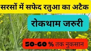 Mustard rust problem सरसों में सफ़ेद रतुआ #mustard #rust #mustardrust