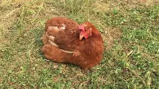 Chicken broken toe