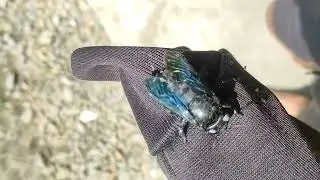 Xylocopa latipes. Tropical Carpenter Bee
