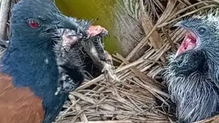 Makanan berat untuk anak burung bubut.