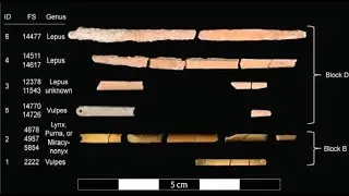 13,000 Year Old Bone Needles  Ice Age Fashion!