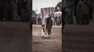 Sargodha Tent Pegging 2024 #tentpegging #punjab #horses #nezabazipakistan