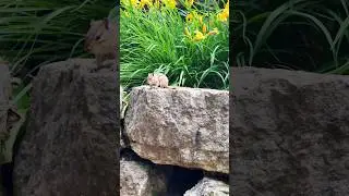 Real life Alvin #chipmunk #wildlife #photography #nature