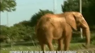 Henrique Chaves passou um dia como tratador de animais no Zoológico