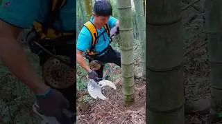 Alat pemotong bambu