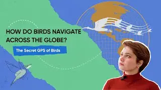 HOW DO BIRDS NAVIGATE ACROSS THE GLOBE?