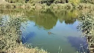 Mostek i Bajoro lokalne