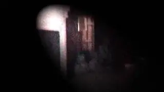 Pied Bull Ghost
