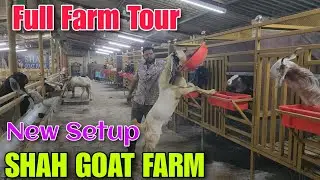 Full Farm Tour New Goat Setup SHAH GOAT FARM | Goat Famring | Goat Palai Setup In Padgha 