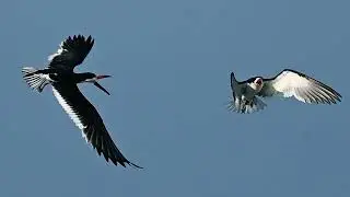 The #Black #Skimmers. IRWD San Joaquin Marsh & #Wildlife Sanctuary, August 31, 2025