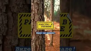 Зеленский и Ермак Легализовали