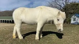 Nap Time Pony