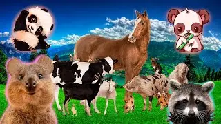 Learn Animals: Cat, Dog, Cow, Chicken, Duck - sounds of real animals