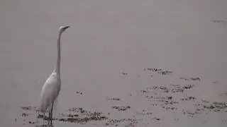 The Great Egret Takes Off In Flight