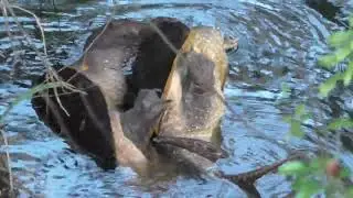 Snapping turtles mating -- near the end -- don't worry, it's under water -- The Villages, Florida