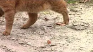 Tracking: Animal Gaits (dog, horse and cat), Voshaar Outdoor