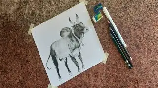 Jallikattu kaalai Pencil Drawing | Bull pencil drawing
