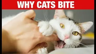 10 SURPRISING Meanings Behind Cat BehaviorsYou Should Know.
