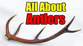 Antler Velvet, Antler Growth, and Shed Antlers &ndash; Including Shed Antler Hunting Tips