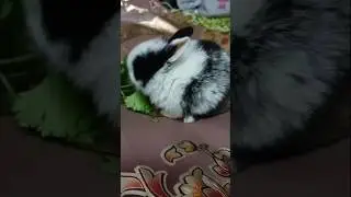 Beautiful Baby Rabbit#Shorts#Pet#Animals#Rabbit#Discovery Channel#Animal Planet#Wild Animal#Zoo